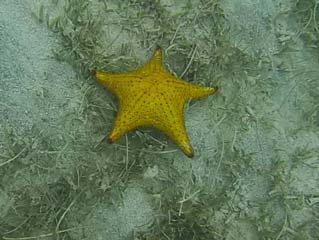 Une des étoiles de mer qu'on rencontre souvent au fond de la mer de l'ilet Fajou