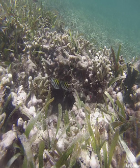 Un tapis de coraux marins à découvrir durant l'excursion au grand cul-de-sac marin
