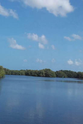 Vue sur la mangrove 