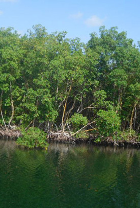 La végétation dense de la mangrove lors de l'excursion au grand cul-de-sac marin 